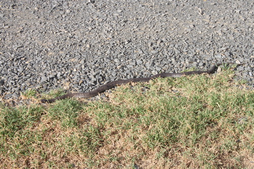 Blue-bellied Black Snake sighting
