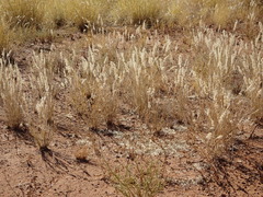 Enneapogon polyphyllus