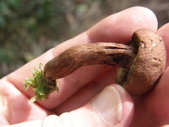 Tylopilus brunneus