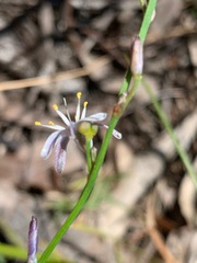 Caesia parviflora parviflora