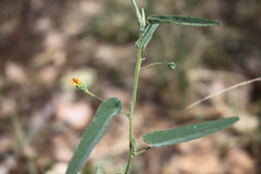 Abutilon oxycarpum subsagittatum