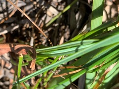 Caesia parviflora parviflora