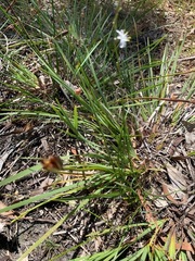 Caesia parviflora parviflora