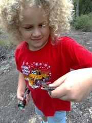 Diporiphora australis