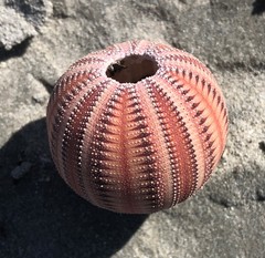 Amblypneustes formosus