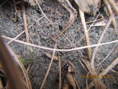 Amblyopone australis