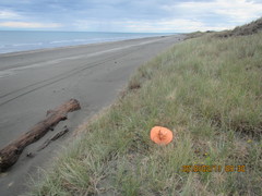 Amblyopone australis