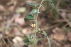 Abutilon oxycarpum subsagittatum