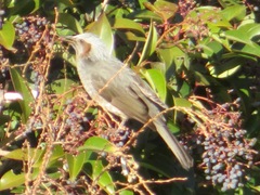 Hypsipetes amaurotis