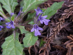 Ajuga decumbens