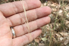 Aristida calycina