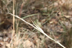 Aristida calycina