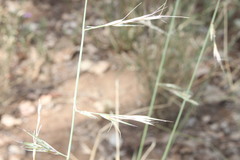 Aristida calycina