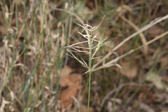 Aristida caput-medusae