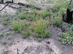 Gonocarpus urceolatus