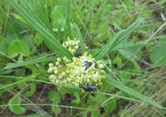 Xysmalobium involucratum