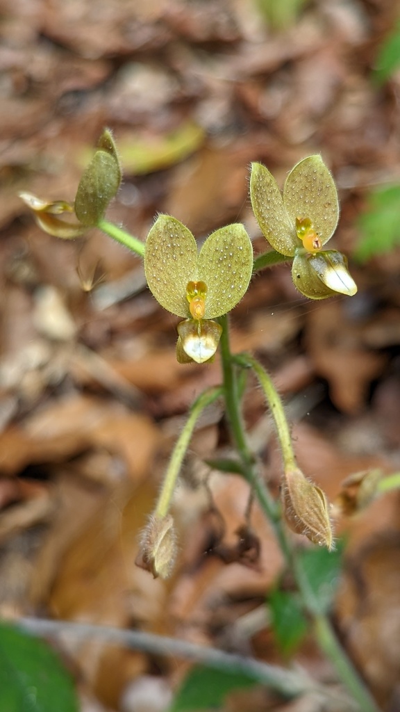 Ponthieva formosa