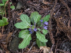 Ajuga decumbens