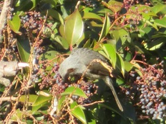 Hypsipetes amaurotis