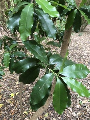 Corynocarpus laevigatus