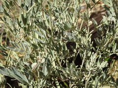 Senna artemisioides quadrifolia