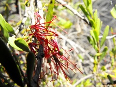 Amyema gaudichaudii