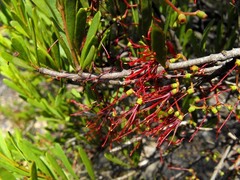 Amyema gaudichaudii
