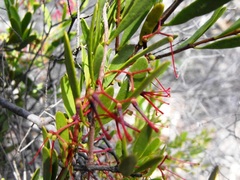 Amyema gaudichaudii