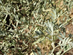 Senna artemisioides quadrifolia