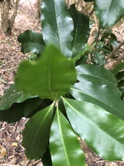 Corynocarpus laevigatus
