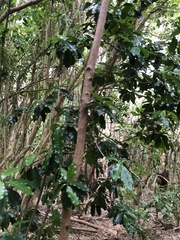 Corynocarpus laevigatus