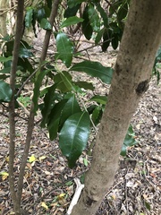 Corynocarpus laevigatus