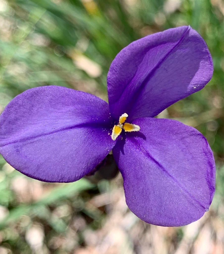 Patersonioideae