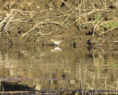 Actitis hypoleucos