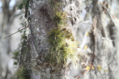 Tillandsia setacea