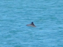 Cephalorhynchus eutropia