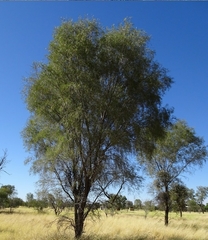 Acacia estrophiolata