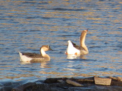 Anser cygnoides domesticus