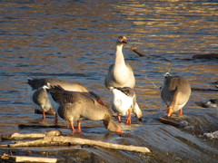 Anser anser domesticus × anser cygnoides domesticus