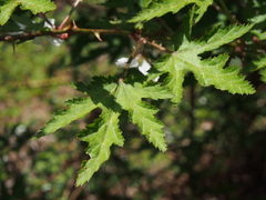 Rubus palmatus coptophyllus