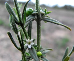 Teucrium puberulum