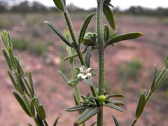 Teucrium puberulum