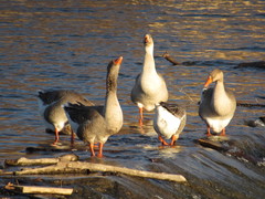 Anser anser domesticus × anser cygnoides domesticus