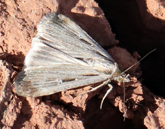 Tathorhynchus exsiccata