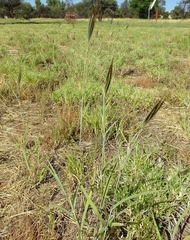 Dichanthium sericeum sericeum