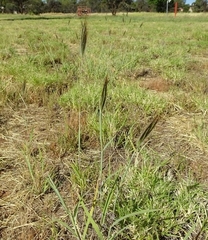 Dichanthium sericeum sericeum