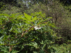 Rubus palmatus coptophyllus