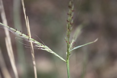 Enteropogon ramosus
