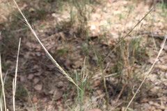 Enteropogon ramosus