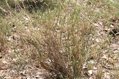 Enteropogon ramosus